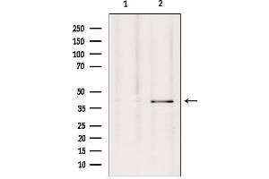 Western blot analysis of extracts from Hepg2, using GPR27 Antibody. (GPR27 antibody  (Internal Region))