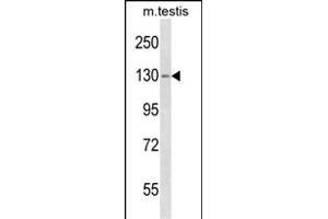 TBC1D2 Antibody (Center) (ABIN1538422 and ABIN2850064) western blot analysis in mouse testis tissue lysates (35 μg/lane). (TBC1D2 antibody  (AA 438-465))