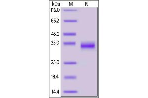 SARS-CoV-2 S protein RBD, His Tag on SDS-PAGE under reducing (R) condition.