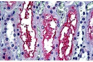 Anti-ACE-2 antibody IHC staining of human kidney. (ACE2 antibody  (Internal Region))