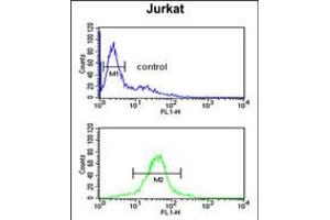 Flow cytometric analysis of Jurkat cells (bottom histogram) compared to a negative control cell (top histogram). (R-Spondin 4 antibody  (C-Term))