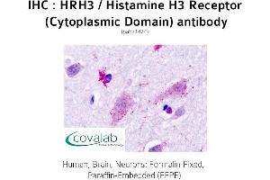Image no. 1 for anti-Histamine Receptor H3 (HRH3) (2nd Cytoplasmic Domain) antibody (ABIN1735574) (HRH3 antibody  (2nd Cytoplasmic Domain))
