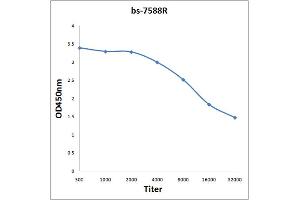 Antigen: 0. (A4GALT antibody  (AA 291-353))