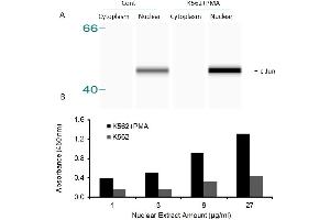 Activity Assay (AcA) image for Jun Proto-Oncogene (JUN) ELISA Kit (ABIN5690749)