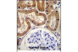 FGD2 Antibody (C-term) (ABIN657115 and ABIN2846263) immunohistochemistry analysis in formalin fixed and paraffin embedded human kidney tissue followed by peroxidase conjugation of the secondary antibody and DAB staining. (FGD2 antibody  (C-Term))