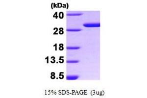SDS-PAGE (SDS) image for Stratifin (SFN) (AA 1-248) protein (ABIN666918)