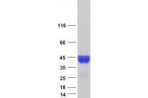 Western Blotting (WB) image for Complement Component 4 Binding Protein, beta (C4BPB) (Transcript Variant 2) protein (Myc-DYKDDDDK Tag) (ABIN2715516)