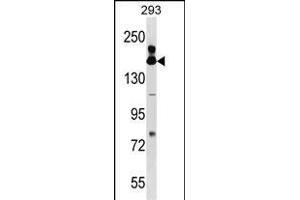 FANCA Antibody (Center) (ABIN1538566 and ABIN2849508) western blot analysis in 293 cell line lysates (35 μg/lane). (FANCA antibody  (AA 667-694))