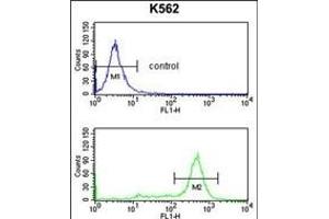 IL1RL2 Antibody (Center) 8817c flow cytometry analysis of K562 cells (bottom histogram) compared to a negative control cell (top histogram). (IL1RAPL2 antibody  (AA 372-401))
