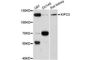 Western blot analysis of extracts of various cells, using KIFC3 antibody. (KIFC3 antibody)