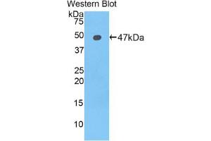 Western blot analysis of the recombinant protein. (LCN12 antibody  (AA 30-193))