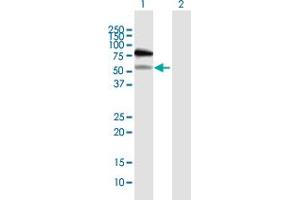 Western Blot analysis of RAD18 expression in transfected 293T cell line by RAD18 MaxPab polyclonal antibody.
