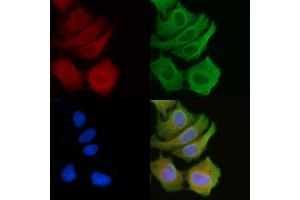 ABIN6259485 and ABIN6274513 staining Hela cells(45 min of heat-shock) by IF/ICC.
