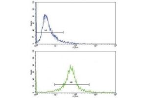 Flow cytometric analysis of 293 cells using CDC2 antibody (green) compared to a negative control (blue). (CDK1 antibody  (AA 1-29))