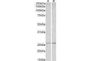 ABIN4902733 (0. (Peroxiredoxin 6 antibody)