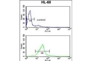 CBFB Antibody (Center) (ABIN390892 and ABIN2841100) flow cytometry analysis of HL-60 cells (bottom histogram) compared to a negative control cell (top histogram). (CBFB antibody  (AA 61-90))