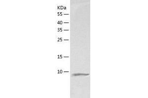 Western Blotting (WB) image for Heat Shock Factor Binding Protein 1-Like 1 (HSBP1L1) (AA 1-74) protein (His tag) (ABIN7123273)
