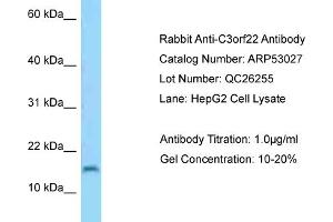 Western Blotting (WB) image for anti-Chromosome 3 Open Reading Frame 22 (C3orf22) (Middle Region) antibody (ABIN2785197) (C3orf22 antibody  (Middle Region))