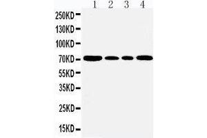 Anti-GRP78 BiP antibody, Western blotting Lane 1: Rat Testis Tissue Lysate Lane 2: A549 Cell Lysate Lane 3: MCF-7 Cell Lysate Lane 4: HELA Cell Lysate