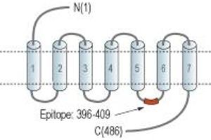 Histamine Receptor H1 (HRH1) peptide