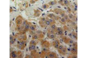 Used in DAB staining on fromalin fixed paraffin-embedded liver tissue (MSE antibody  (AA 3-434))
