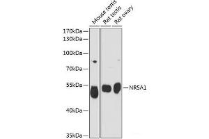 Western blot analysis of extracts of various cell lines using NR5A1 Polyclonal Antibody at dilution of 1:3000. (NR5A1 antibody)