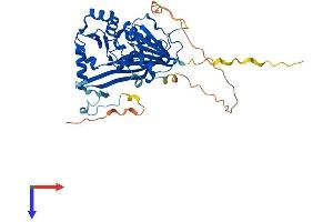 Methyltransferase Like Protein 2 (METTL2) (AA 1-389) protein (His tag)