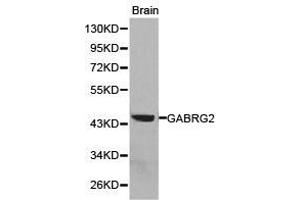 Western Blotting (WB) image for anti-gamma-aminobutyric Acid (GABA) A Receptor, gamma 2 (GABRG2) antibody (ABIN1872763) (GABRG2 antibody)