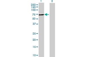 Western Blot analysis of TRMT6 expression in transfected 293T cell line by TRMT6 MaxPab polyclonal antibody. (TRMT6 antibody  (AA 1-497))