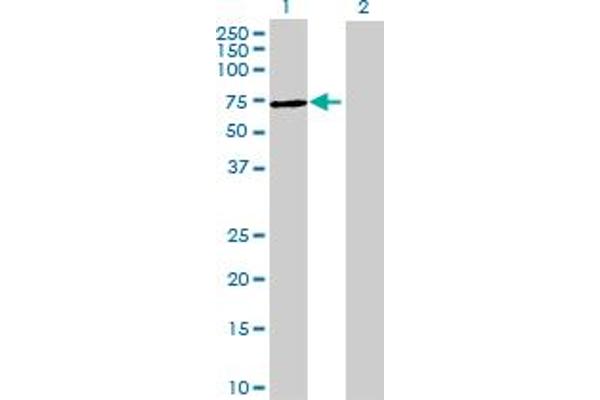 TRMT6 antibody  (AA 1-497)