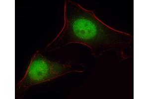 Immunofluorescent analysis of 4 % paraformaldehyde-fixed, 0. (ARHGAP39 antibody  (C-Term))