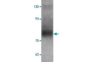 Western blot analysis of TYW3 in A-549 cell lysate with TYW3 polyclonal antibody  at 1 ug/mL.