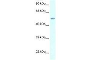 Image no. 1 for anti-Amylase, alpha 2B (Pancreatic) (AMY2B) (AA 283-332) antibody (ABIN6747550)