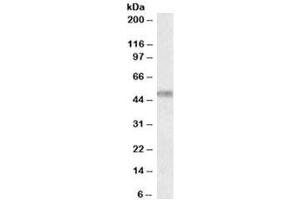 Western blot testing of human cerebellum lysate with TOM1L1 antibody at 0. (TOM1L1 antibody)