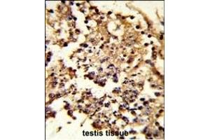 Formalin-fixed and paraffin-embedded human testis tissue reacted with HSPH1 Antibody (Center), which was peroxidase-conjugated to the secondary antibody, followed by DAB staining. (HSPH1 antibody  (AA 549-579))