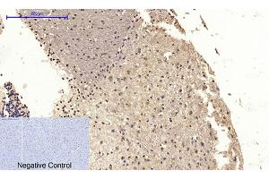 Immunohistochemical analysis of paraffin-embedded mouse brain tissue. (CDK2 antibody  (AA 200-280))