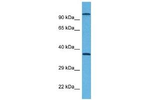Host:  Rabbit  Target Name:  G6PC  Sample Tissue:  Mouse Testis  Antibody Dilution:  1ug/ml (G6PC antibody  (N-Term))