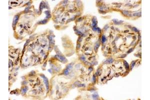 IHC testing of frozen human placental tissue with COMT antibody. (COMT antibody  (AA 52-271))