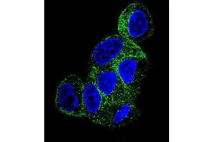 Confocal immunofluorescent analysis of TBB1 Antibody (ABIN658975 and ABIN2838004) with HepG2 cell followed by Alexa Fluor® 488-conjugated goat anti-mouse lgG (green). (TUBB1 antibody)