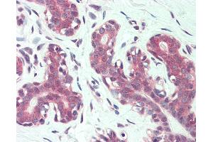 Anti-ITGA6 / CD49f antibody IHC of human breast. (ITGA6 antibody  (N-Term))