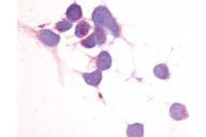 Immunocytochemistry (ICC) image for anti-Egf-Like Module Containing, Mucin-Like, Hormone Receptor-Like 2 (EMR2) (N-Term) antibody (ABIN1048546) (EMR2 antibody  (N-Term))