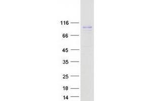 Validation with Western Blot (PAM Protein (Transcript Variant 3) (Myc-DYKDDDDK Tag))