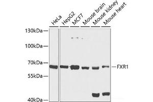 Western blot analysis of extracts of various cell lines using FXR1 Polyclonal Antibody at dilution of 1:1000.