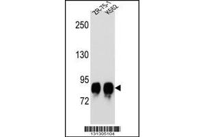 Western blot analysis in ZR-75-1,K562 cell line lysates (35ug/lane). (POMT1 antibody  (C-Term))
