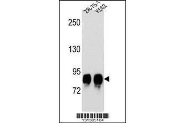 POMT1 antibody  (C-Term)