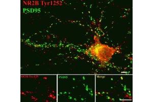 Immunostaining of 14 DIV rat cortical neurons showing NR2B phosphorylated at Tyr1252  in red and PSD95 in green. (GRIN2B antibody  (pTyr1252))