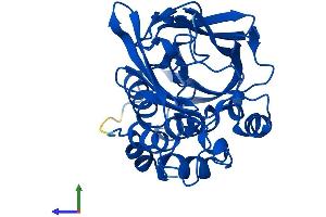 Protein Structure (PS) image for N-Acetyltransferase 2 (Arylamine N-Acetyltransferase) (NAT2) (AA 1-290) protein (His tag) (ABIN7563357)
