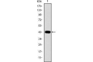 Western blot analysis using c-Jun mAb against human c-Jun (AA: 199-331) recombinant protein. (C-JUN antibody)