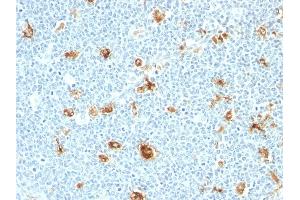 Formalin-fixed, paraffin-embedded human tonsil stained with Calgranulin B Monoclonal Antibody (CAGB/426) (S100A9 antibody)