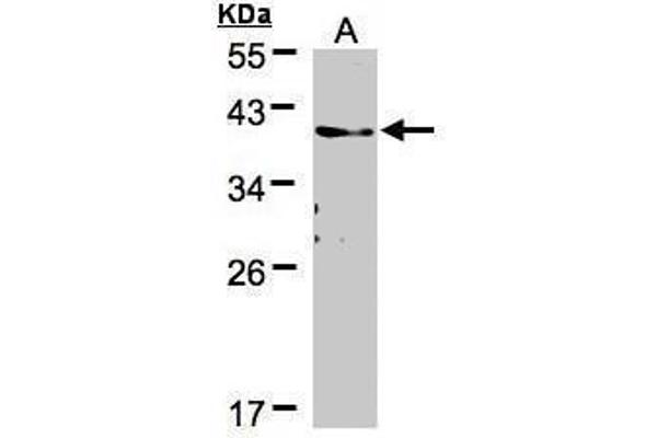 TMEM59 antibody